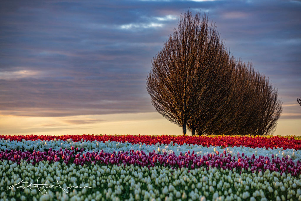 Tulips with row of trees -20200414 - Kevin Hartman