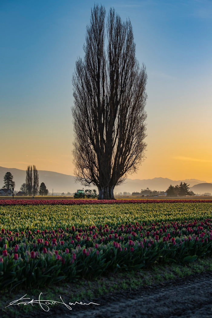 Tree and Tulips 20200409 - Kevin Hartman