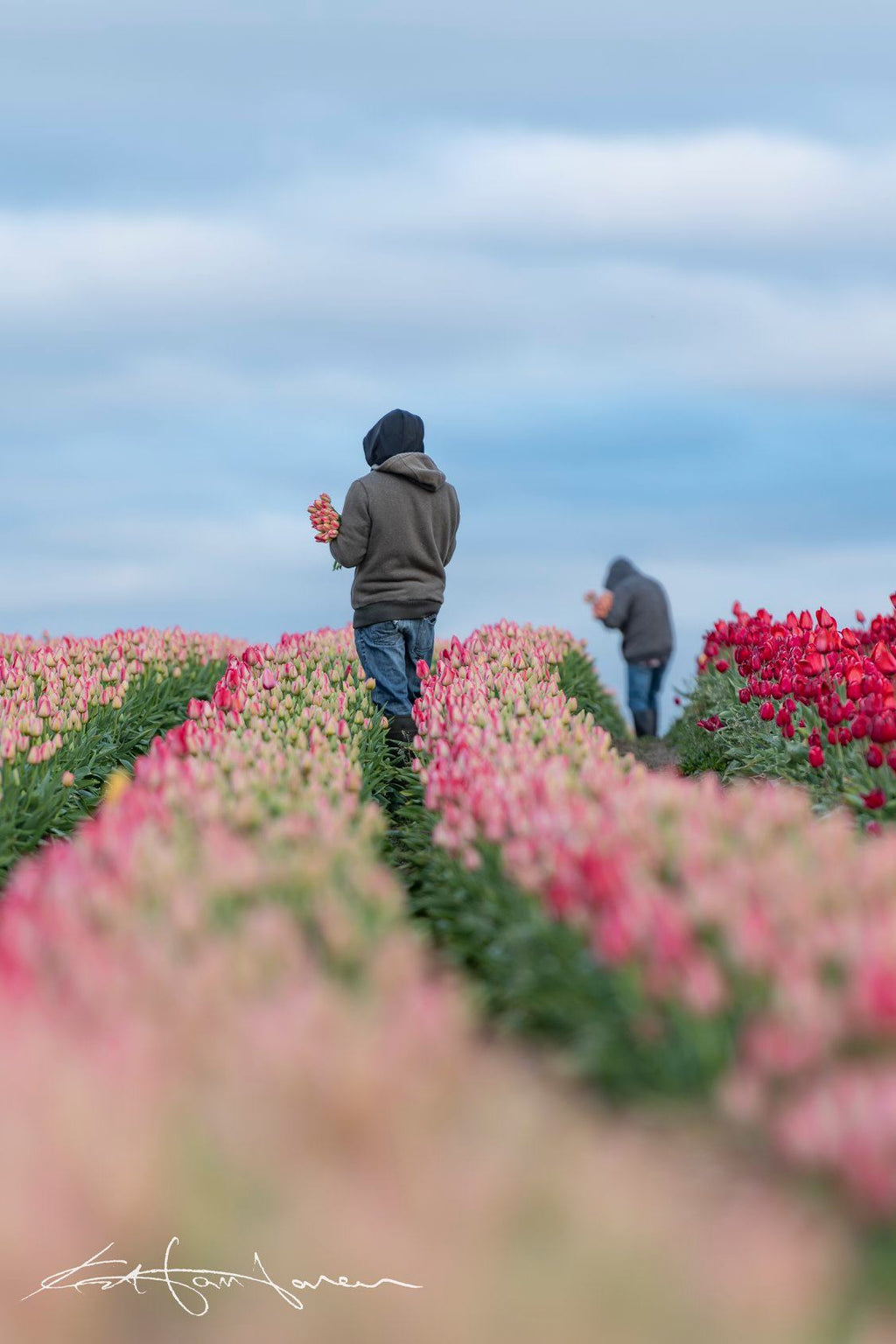 Gathering Tulips 2-20200415 - Kevin Hartman