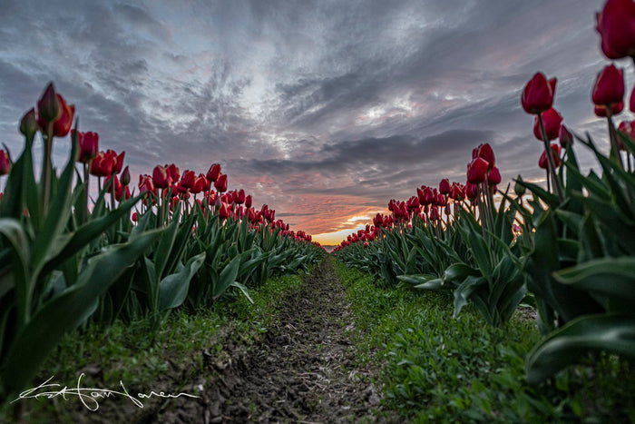 Tulips from the ground 20200410 - Kevin Hartman