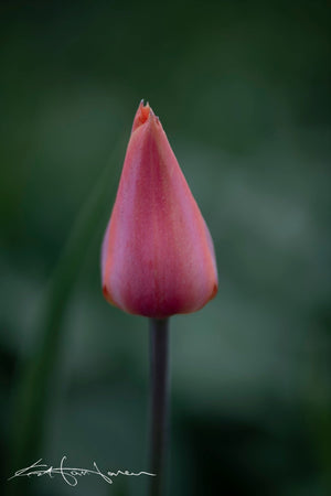 Single Tulip-20200415 - Kevin Hartman