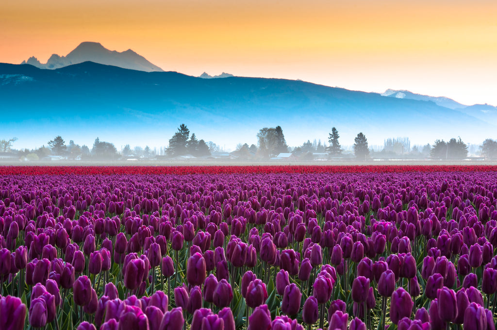 V34 Skagit Tulips and Mt Baker 3179 - Kevin Hartman