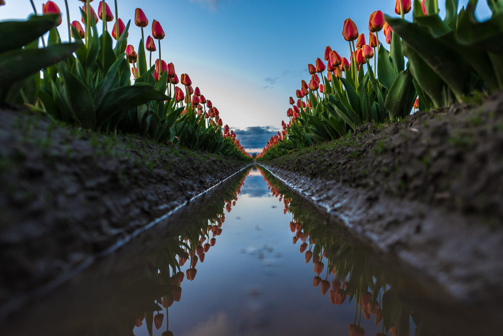 V41 Tulips 9247 - Kevin Hartman