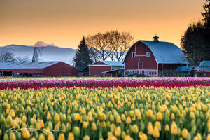 Mt Baker Red Barn Tulips 6011 - Kevin Hartman