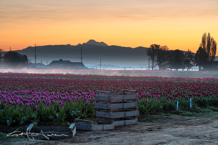 Mt Baker and Tulips 5918 - Kevin Hartman
