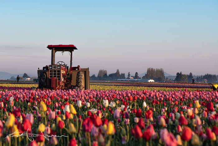 Tractor and Tulips 6075 - Kevin Hartman